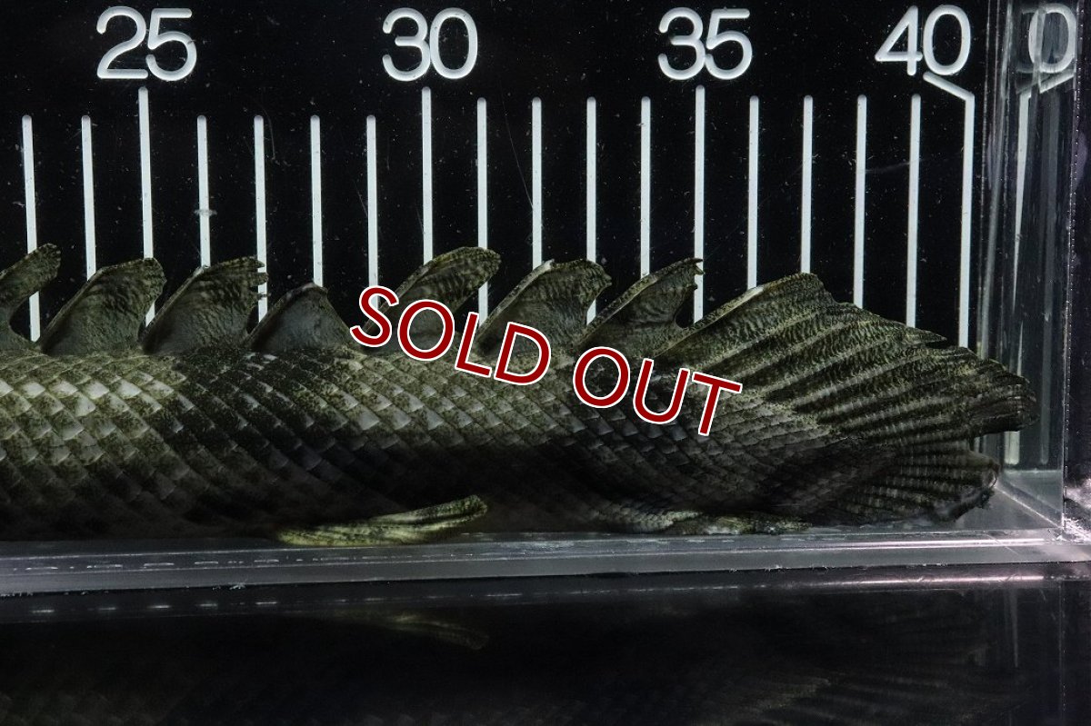画像8: 【淡水魚】【通販】No4 メス ポリプテルス エンドリケリー YEWA産 ワイルド【個体販売】(±36cm)(大型魚)(生体)(熱帯魚)NKO (8)