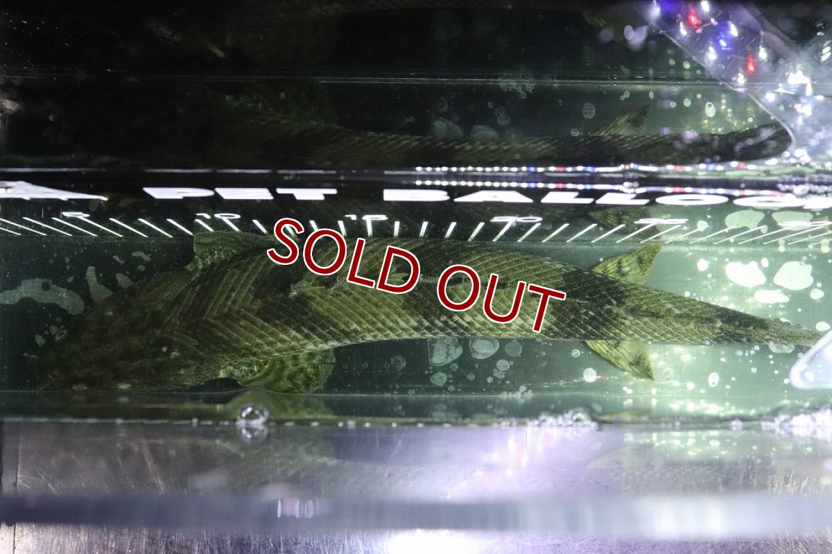画像9: 【淡水魚】【通販】No4 メス ポリプテルス エンドリケリー YEWA産 ワイルド【個体販売】(±36cm)(大型魚)(生体)(熱帯魚)NKO (9)