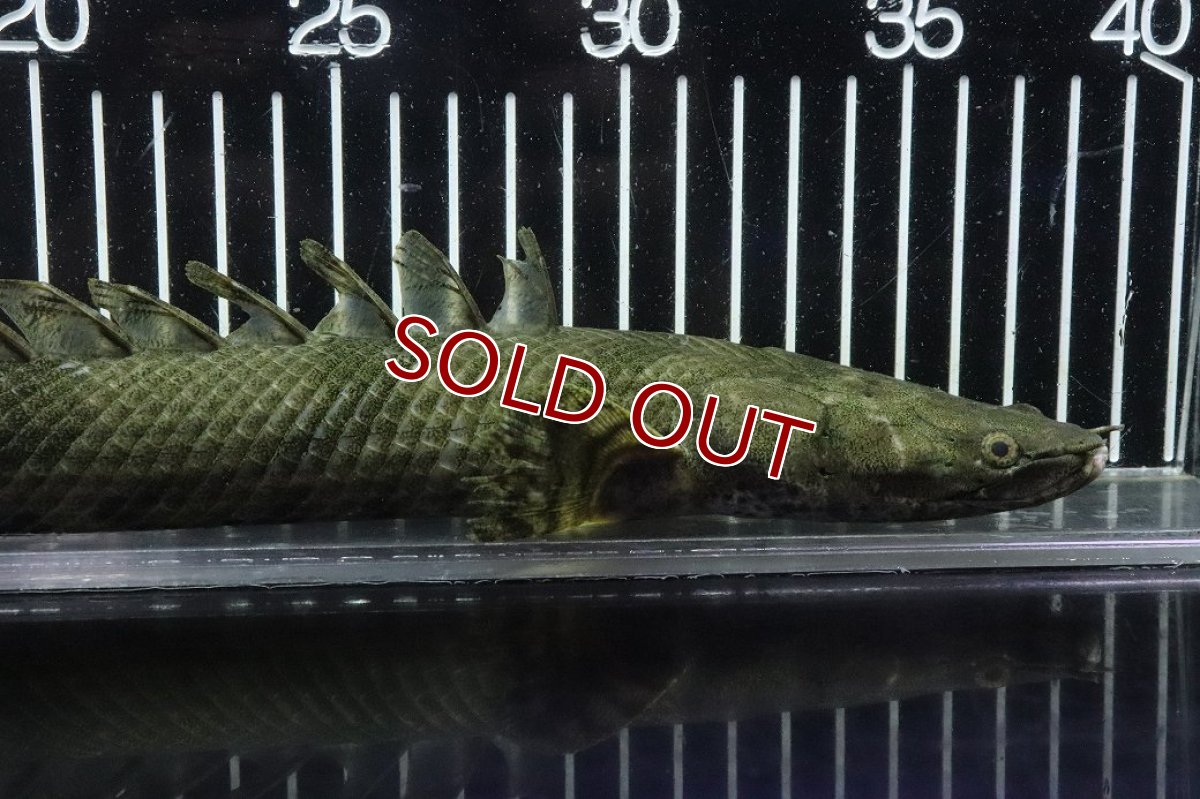 画像2: 【淡水魚】【通販】No5 メス ポリプテルス エンドリケリー YEWA産 ワイルド【個体販売】(±34cm)(大型魚)(生体)(熱帯魚)NKO (2)