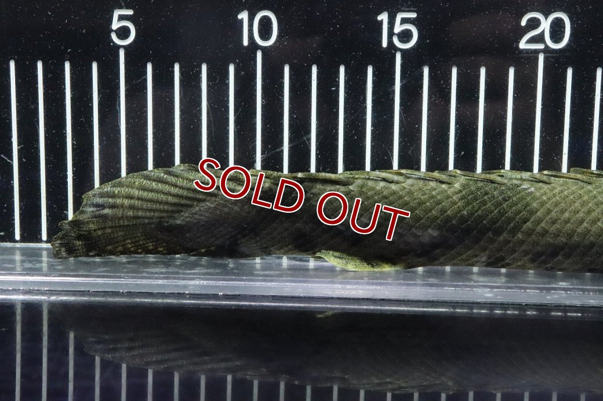 画像4: 【淡水魚】【通販】No5 メス ポリプテルス エンドリケリー YEWA産 ワイルド【個体販売】(±34cm)(大型魚)(生体)(熱帯魚)NKO (4)