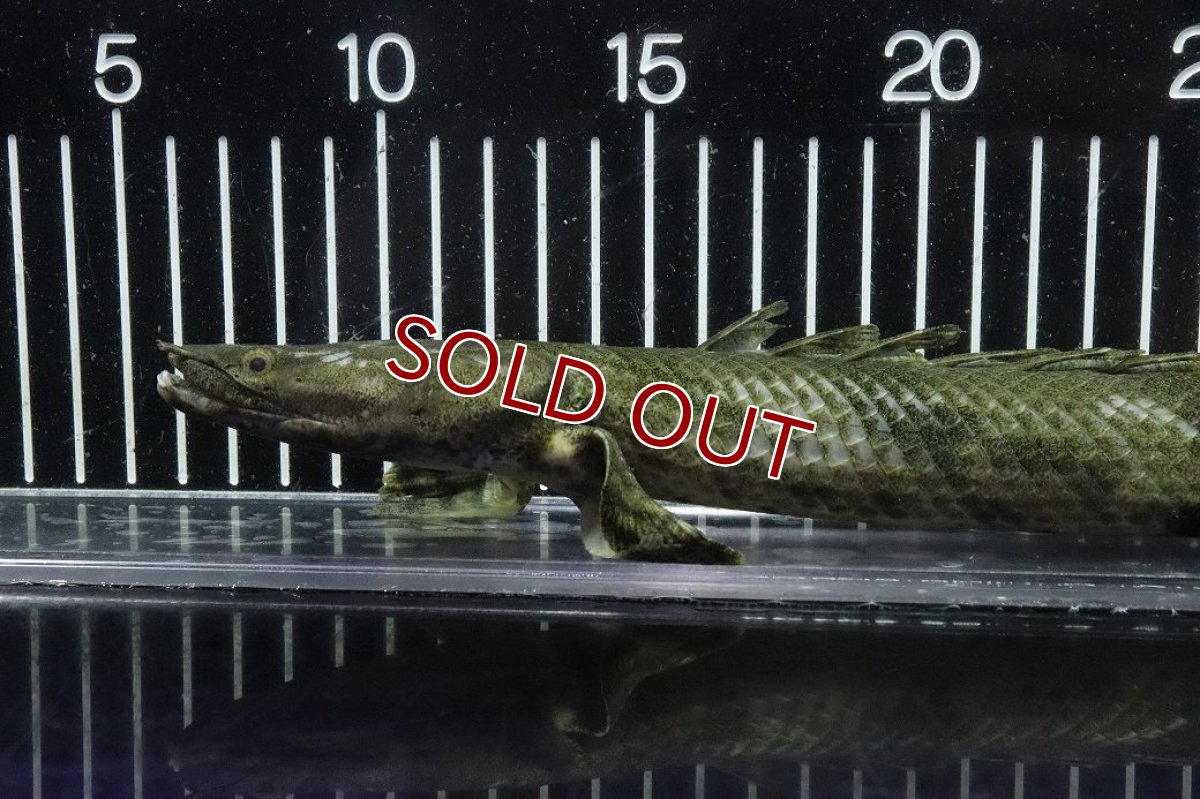 画像6: 【淡水魚】【通販】No5 メス ポリプテルス エンドリケリー YEWA産 ワイルド【個体販売】(±34cm)(大型魚)(生体)(熱帯魚)NKO (6)