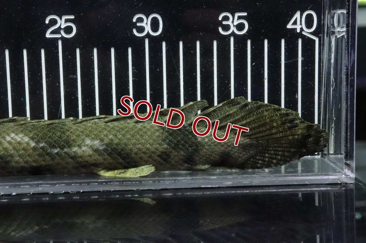 画像8: 【淡水魚】【通販】No5 メス ポリプテルス エンドリケリー YEWA産 ワイルド【個体販売】(±34cm)(大型魚)(生体)(熱帯魚)NKO (8)