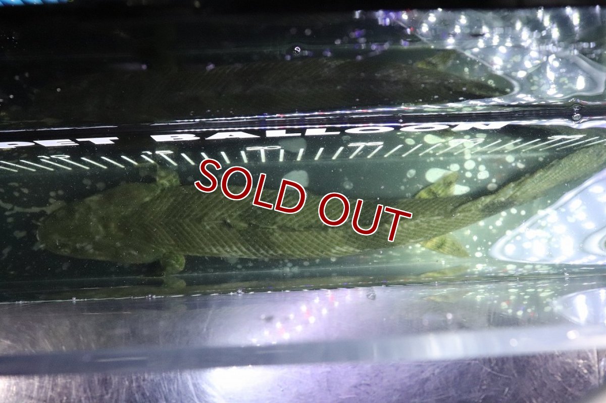 画像9: 【淡水魚】【通販】No5 メス ポリプテルス エンドリケリー YEWA産 ワイルド【個体販売】(±34cm)(大型魚)(生体)(熱帯魚)NKO (9)