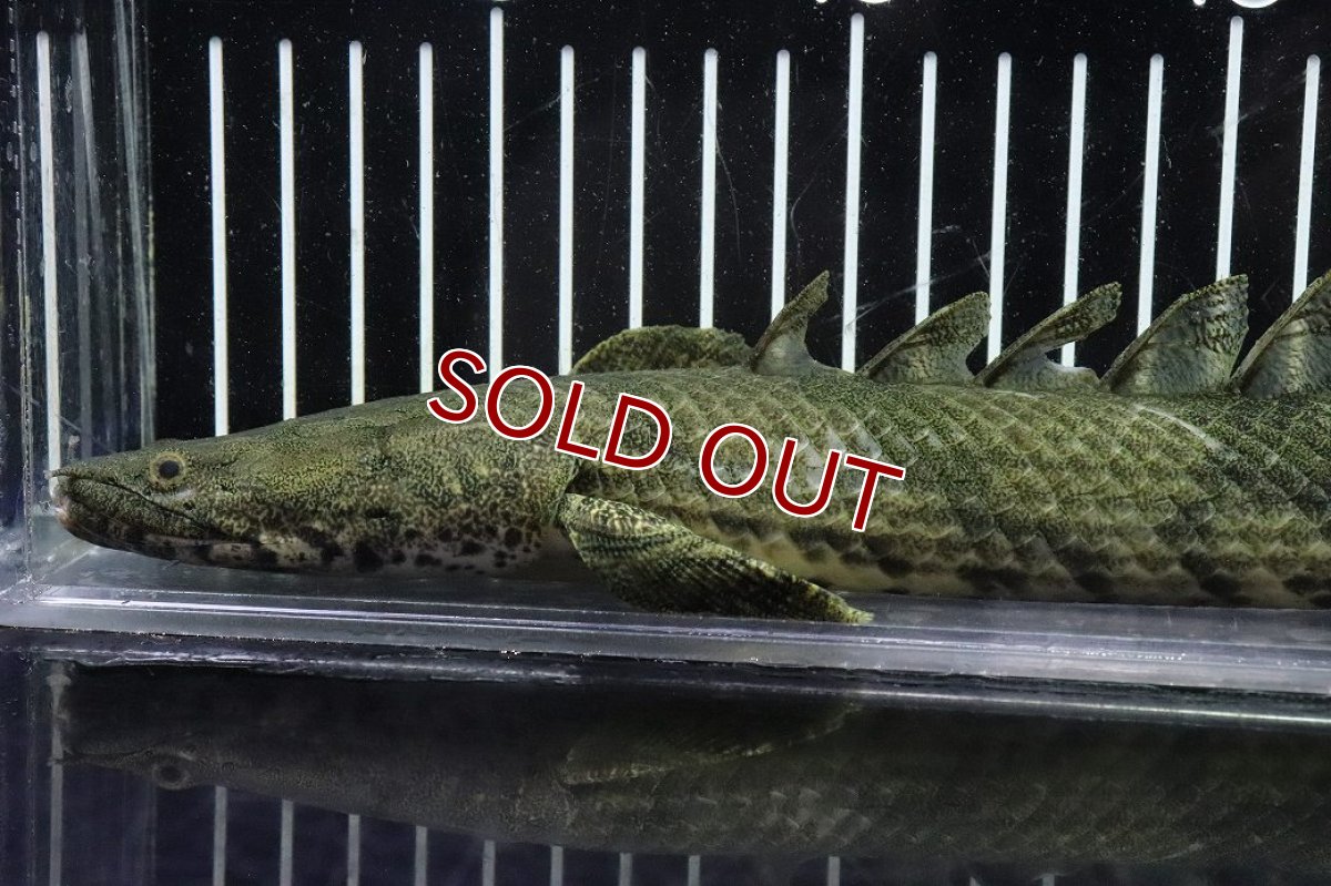 画像2: 【淡水魚】【通販】No6 メス ポリプテルス エンドリケリー YEWA産 ワイルド【個体販売】(±34cm)(大型魚)(生体)(熱帯魚)NKO (2)