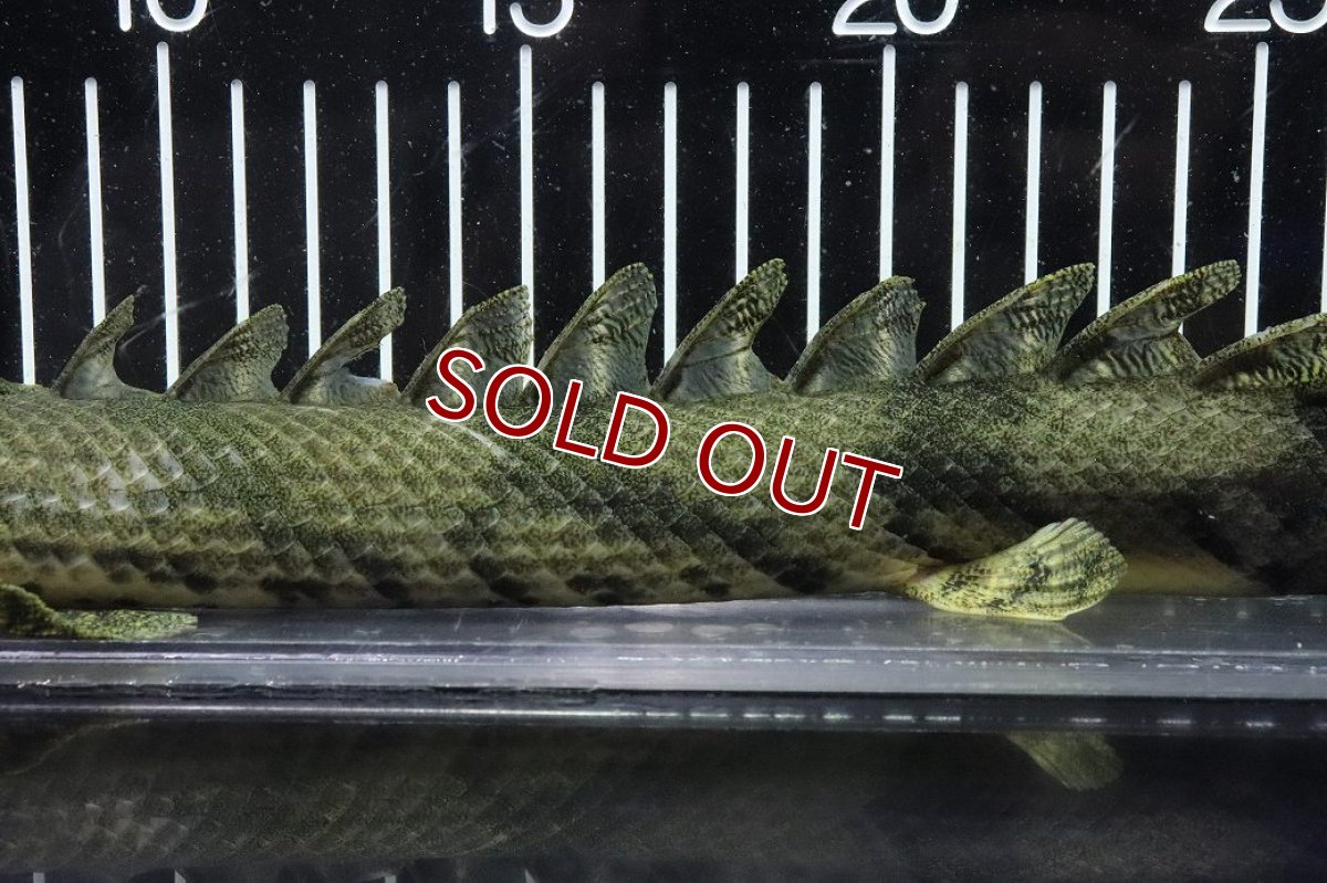 画像3: 【淡水魚】【通販】No6 メス ポリプテルス エンドリケリー YEWA産 ワイルド【個体販売】(±34cm)(大型魚)(生体)(熱帯魚)NKO (3)