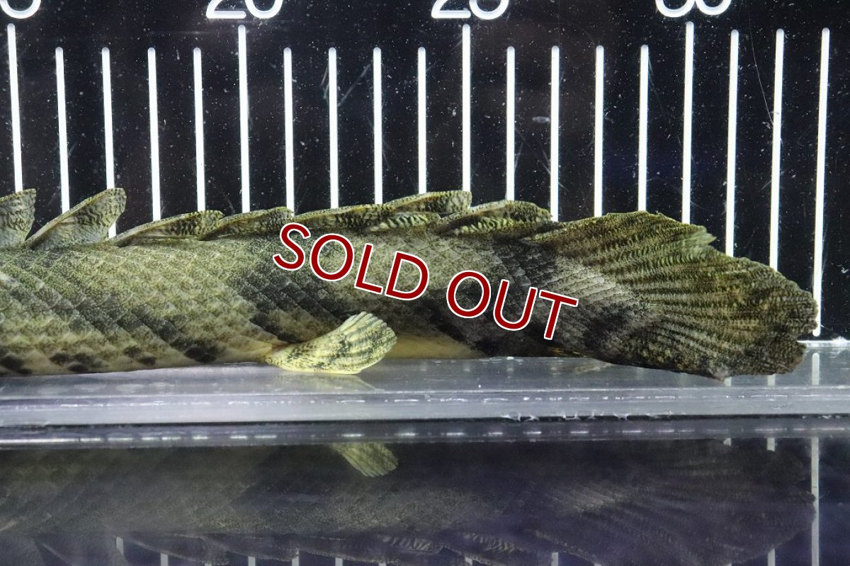画像4: 【淡水魚】【通販】No6 メス ポリプテルス エンドリケリー YEWA産 ワイルド【個体販売】(±34cm)(大型魚)(生体)(熱帯魚)NKO (4)