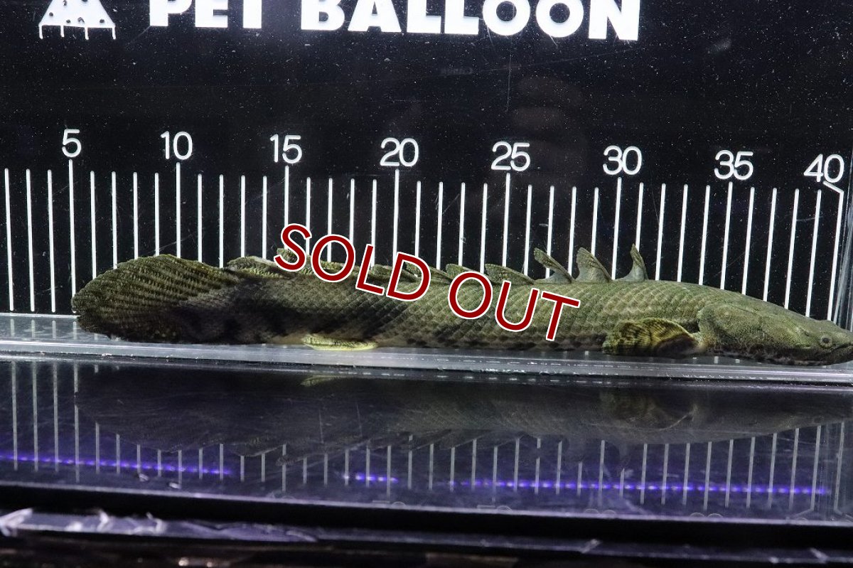 画像5: 【淡水魚】【通販】No6 メス ポリプテルス エンドリケリー YEWA産 ワイルド【個体販売】(±34cm)(大型魚)(生体)(熱帯魚)NKO (5)