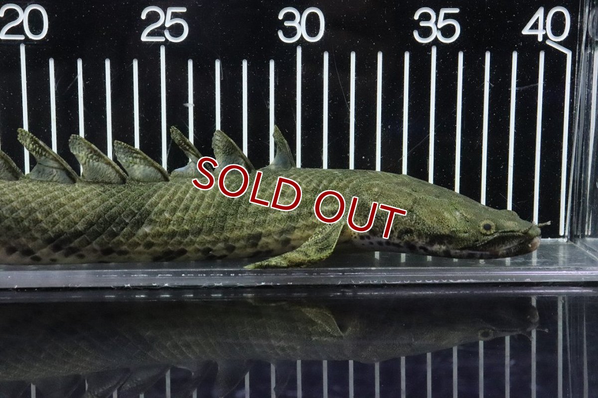 画像6: 【淡水魚】【通販】No6 メス ポリプテルス エンドリケリー YEWA産 ワイルド【個体販売】(±34cm)(大型魚)(生体)(熱帯魚)NKO (6)