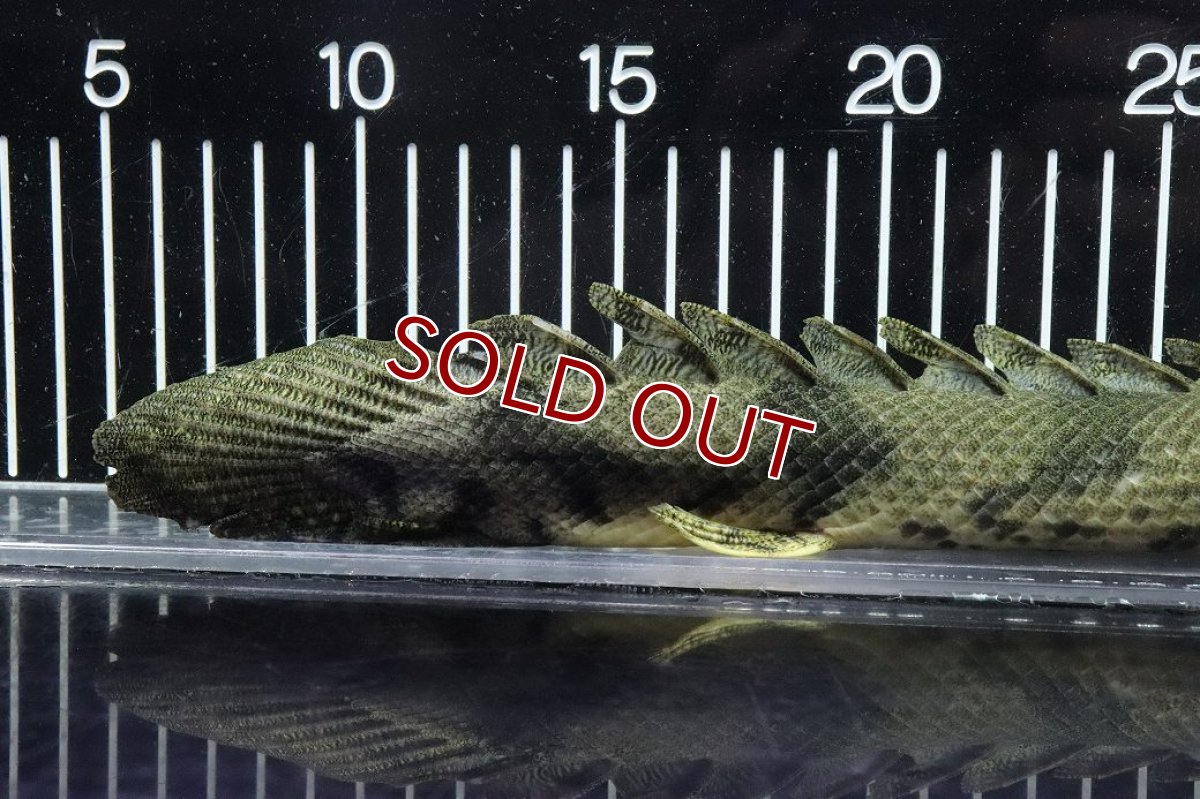 画像8: 【淡水魚】【通販】No6 メス ポリプテルス エンドリケリー YEWA産 ワイルド【個体販売】(±34cm)(大型魚)(生体)(熱帯魚)NKO (8)