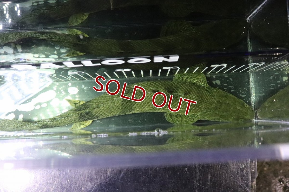 画像9: 【淡水魚】【通販】No6 メス ポリプテルス エンドリケリー YEWA産 ワイルド【個体販売】(±34cm)(大型魚)(生体)(熱帯魚)NKO (9)