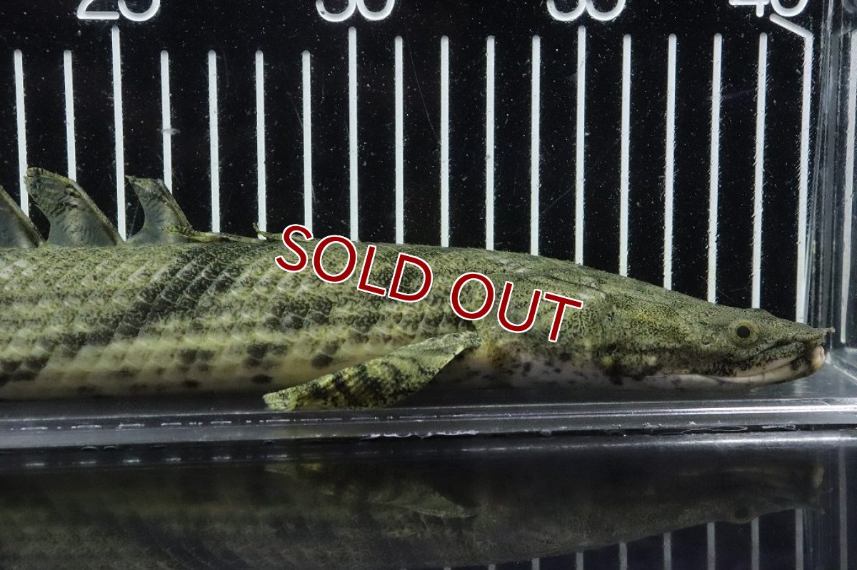画像2: 【淡水魚】【通販】No7 オス ポリプテルス エンドリケリー YEWA産 ワイルド【個体販売】(±35cm)(大型魚)(生体)(熱帯魚)NKO (2)