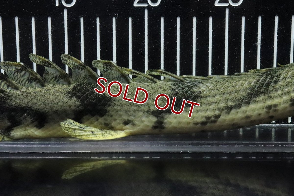 画像3: 【淡水魚】【通販】No7 オス ポリプテルス エンドリケリー YEWA産 ワイルド【個体販売】(±35cm)(大型魚)(生体)(熱帯魚)NKO (3)