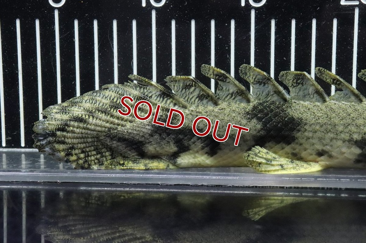 画像4: 【淡水魚】【通販】No7 オス ポリプテルス エンドリケリー YEWA産 ワイルド【個体販売】(±35cm)(大型魚)(生体)(熱帯魚)NKO (4)