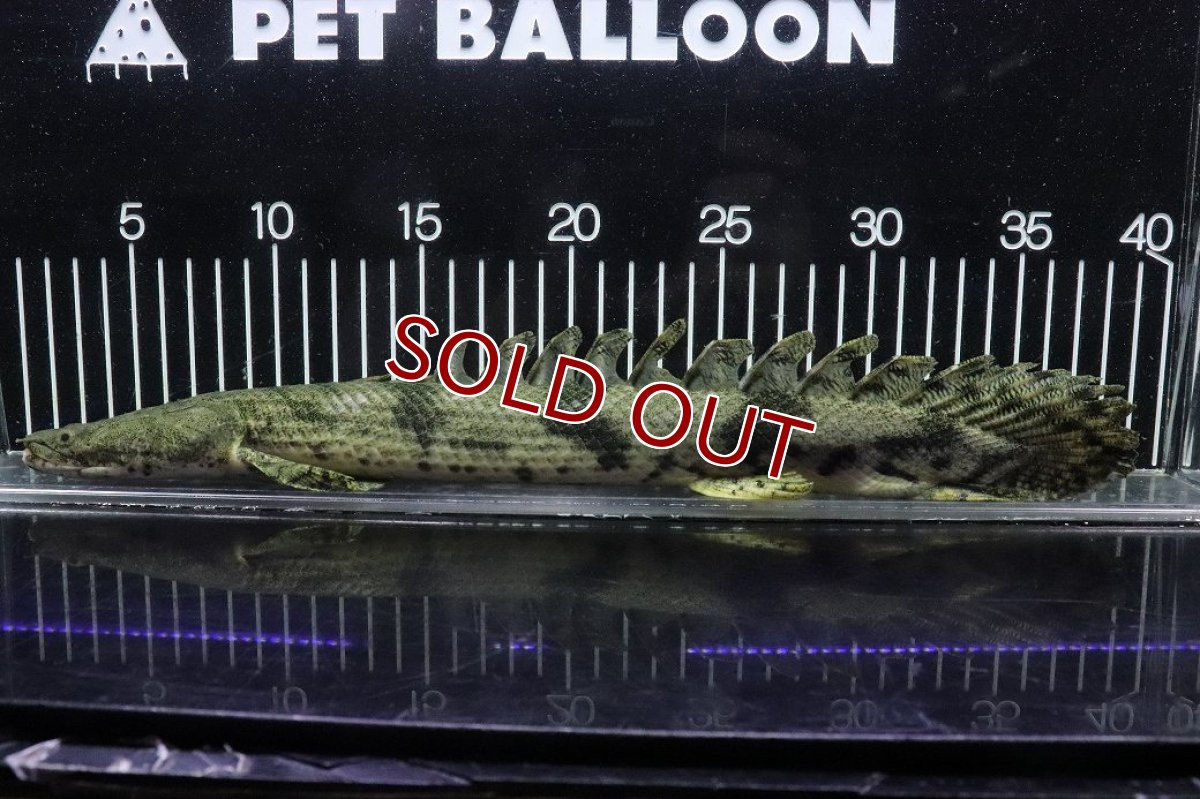 画像5: 【淡水魚】【通販】No7 オス ポリプテルス エンドリケリー YEWA産 ワイルド【個体販売】(±35cm)(大型魚)(生体)(熱帯魚)NKO (5)