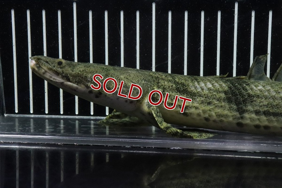 画像6: 【淡水魚】【通販】No7 オス ポリプテルス エンドリケリー YEWA産 ワイルド【個体販売】(±35cm)(大型魚)(生体)(熱帯魚)NKO (6)