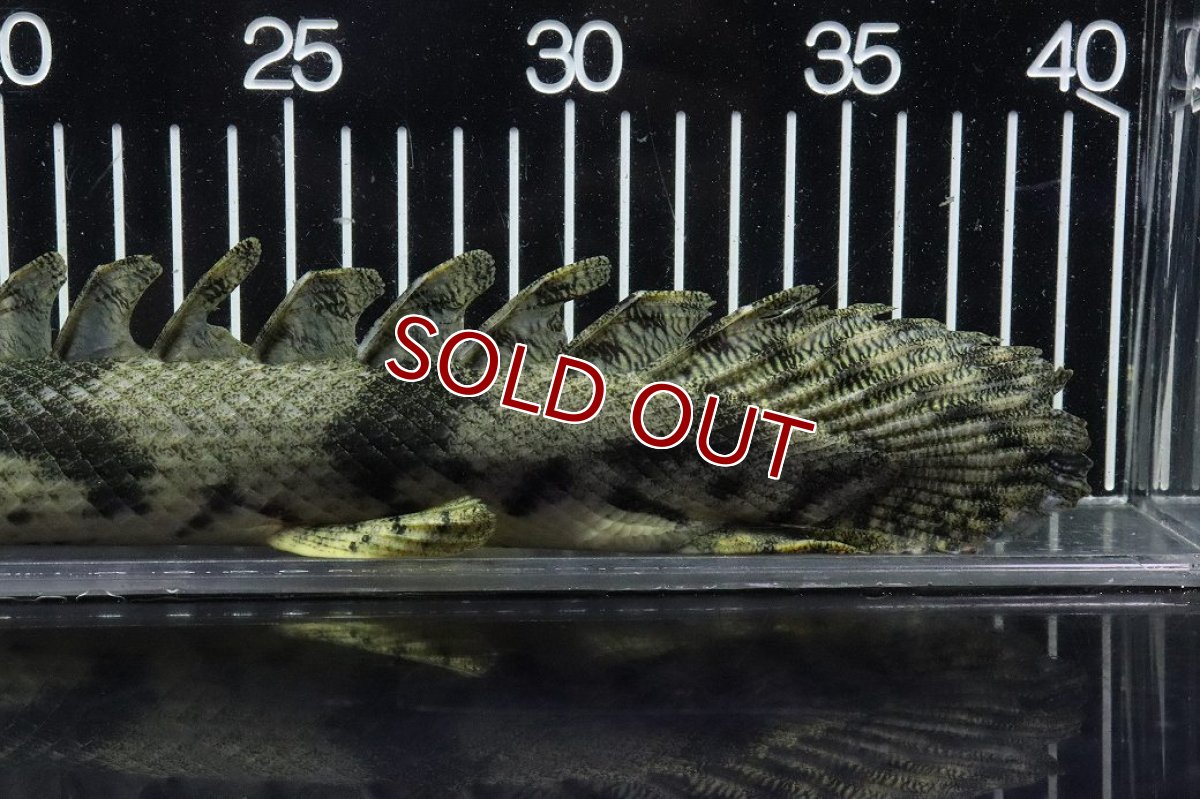 画像8: 【淡水魚】【通販】No7 オス ポリプテルス エンドリケリー YEWA産 ワイルド【個体販売】(±35cm)(大型魚)(生体)(熱帯魚)NKO (8)