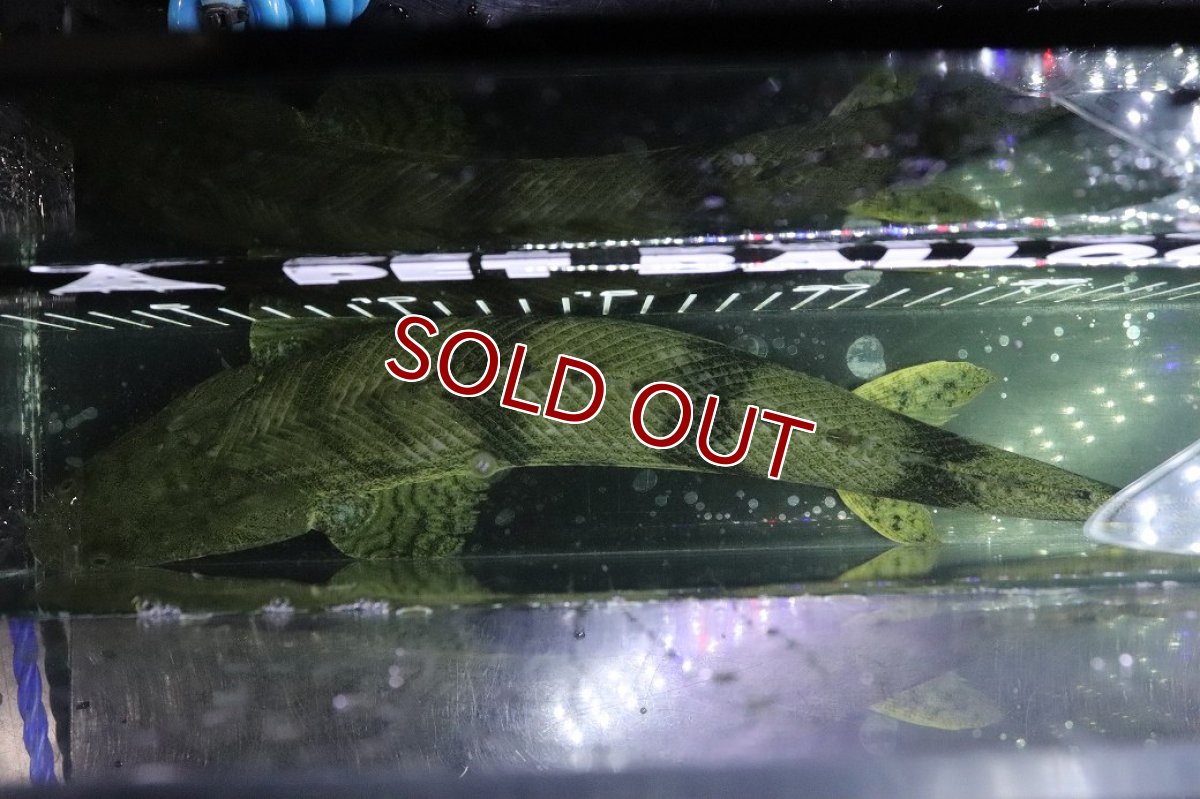 画像9: 【淡水魚】【通販】No7 オス ポリプテルス エンドリケリー YEWA産 ワイルド【個体販売】(±35cm)(大型魚)(生体)(熱帯魚)NKO (9)