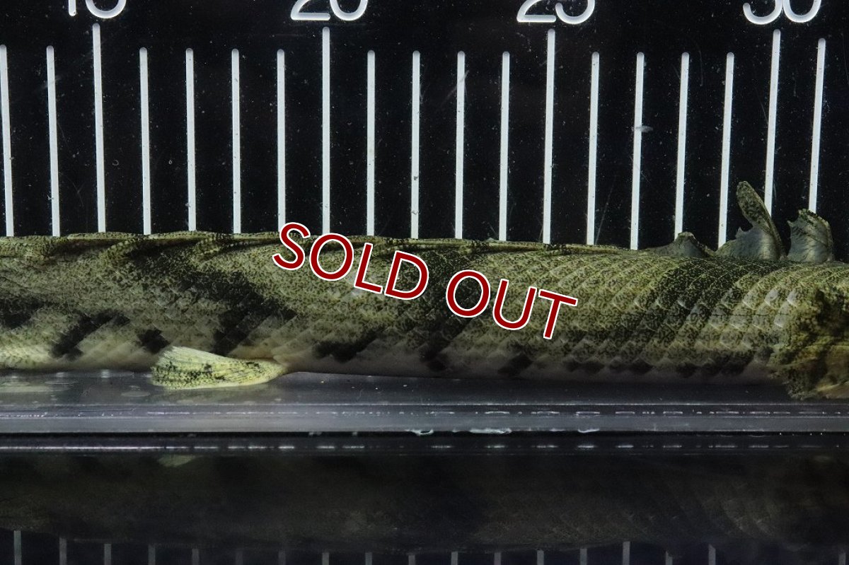 画像3: 【淡水魚】【通販】No8 オス ポリプテルス エンドリケリー YEWA産 ワイルド【個体販売】(±33cm)(大型魚)(生体)(熱帯魚)NKO (3)