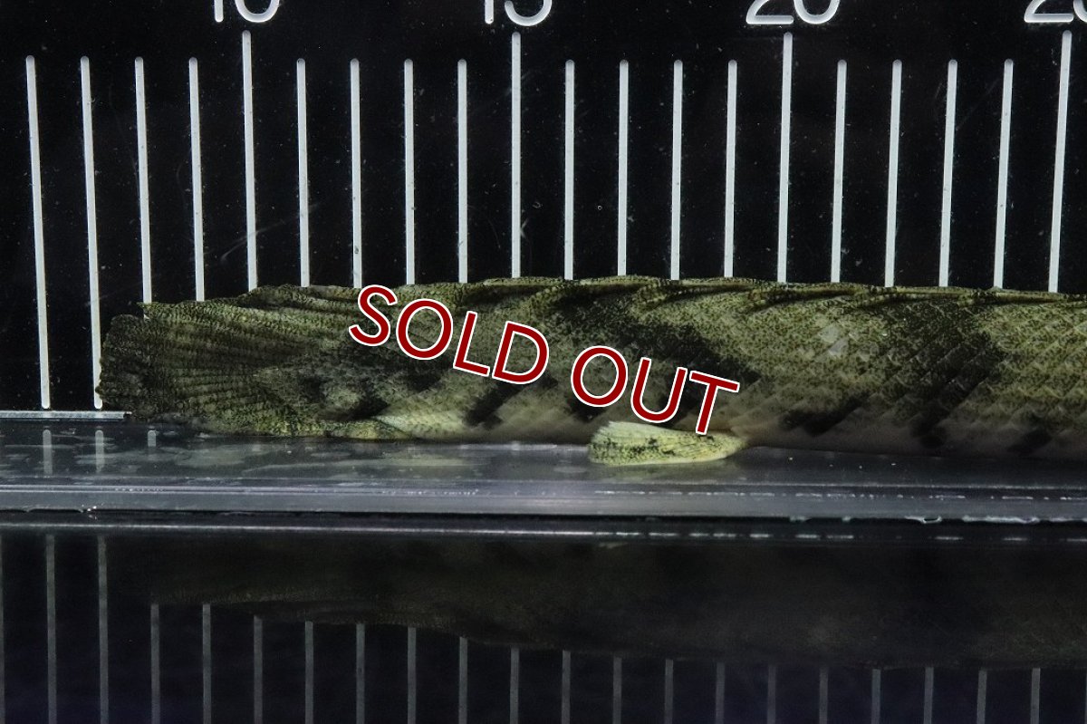 画像4: 【淡水魚】【通販】No8 オス ポリプテルス エンドリケリー YEWA産 ワイルド【個体販売】(±33cm)(大型魚)(生体)(熱帯魚)NKO (4)