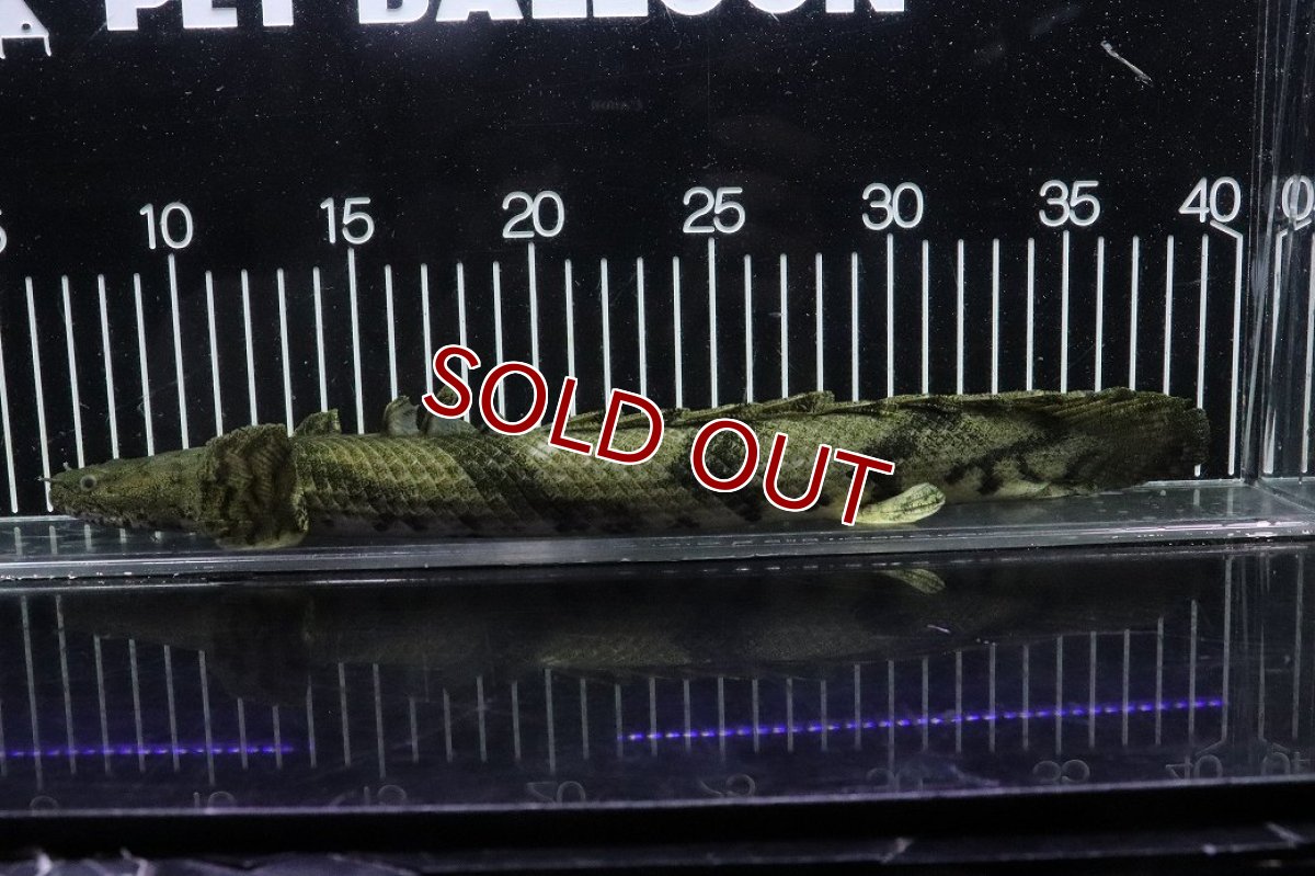 画像5: 【淡水魚】【通販】No8 オス ポリプテルス エンドリケリー YEWA産 ワイルド【個体販売】(±33cm)(大型魚)(生体)(熱帯魚)NKO (5)