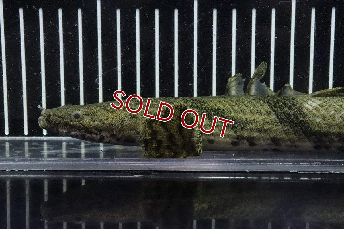 画像6: 【淡水魚】【通販】No8 オス ポリプテルス エンドリケリー YEWA産 ワイルド【個体販売】(±33cm)(大型魚)(生体)(熱帯魚)NKO (6)