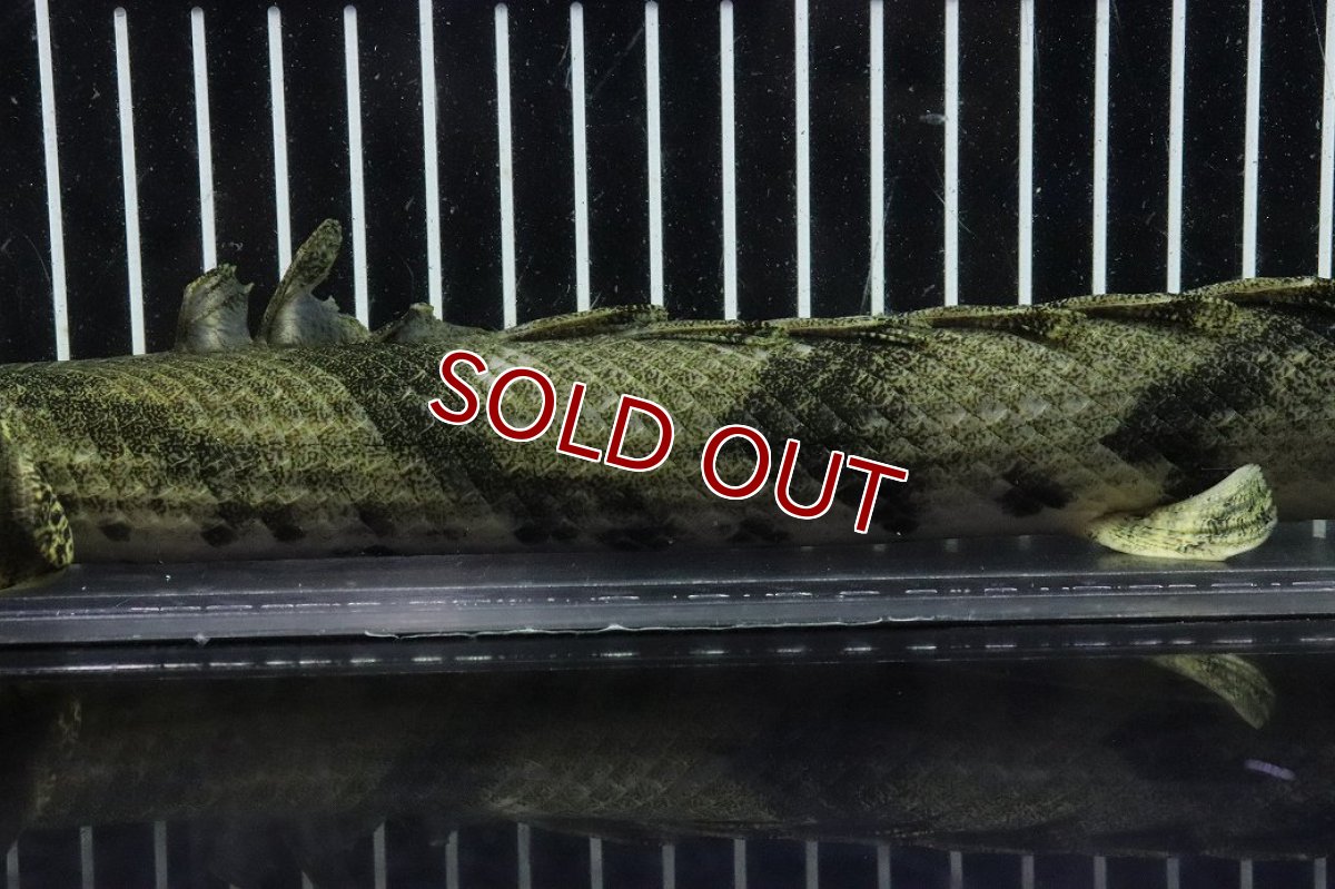 画像7: 【淡水魚】【通販】No8 オス ポリプテルス エンドリケリー YEWA産 ワイルド【個体販売】(±33cm)(大型魚)(生体)(熱帯魚)NKO (7)