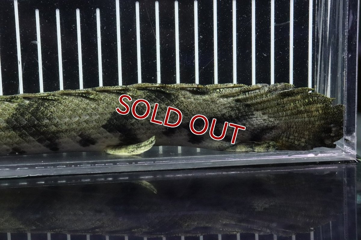 画像8: 【淡水魚】【通販】No8 オス ポリプテルス エンドリケリー YEWA産 ワイルド【個体販売】(±33cm)(大型魚)(生体)(熱帯魚)NKO (8)