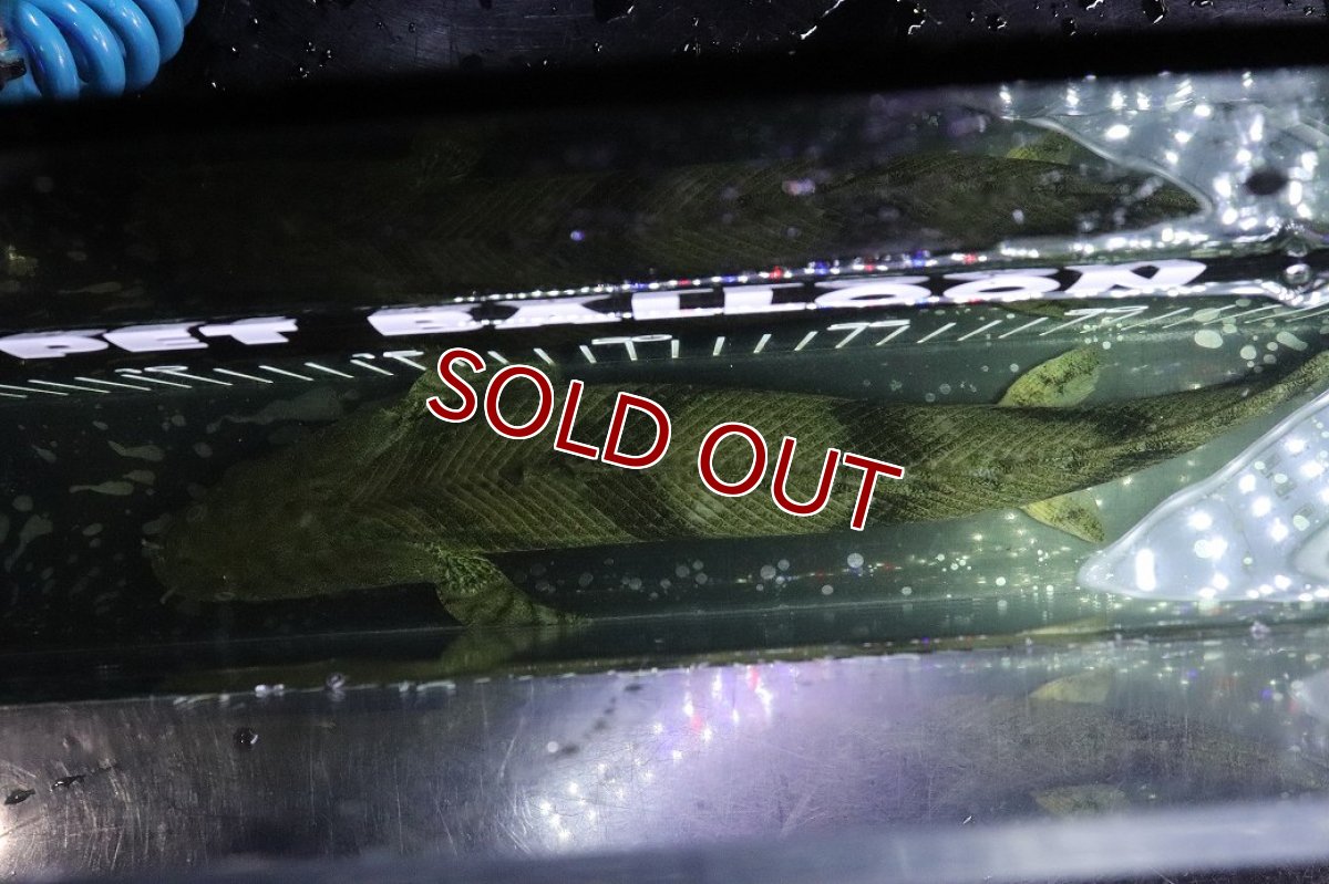 画像9: 【淡水魚】【通販】No8 オス ポリプテルス エンドリケリー YEWA産 ワイルド【個体販売】(±33cm)(大型魚)(生体)(熱帯魚)NKO (9)