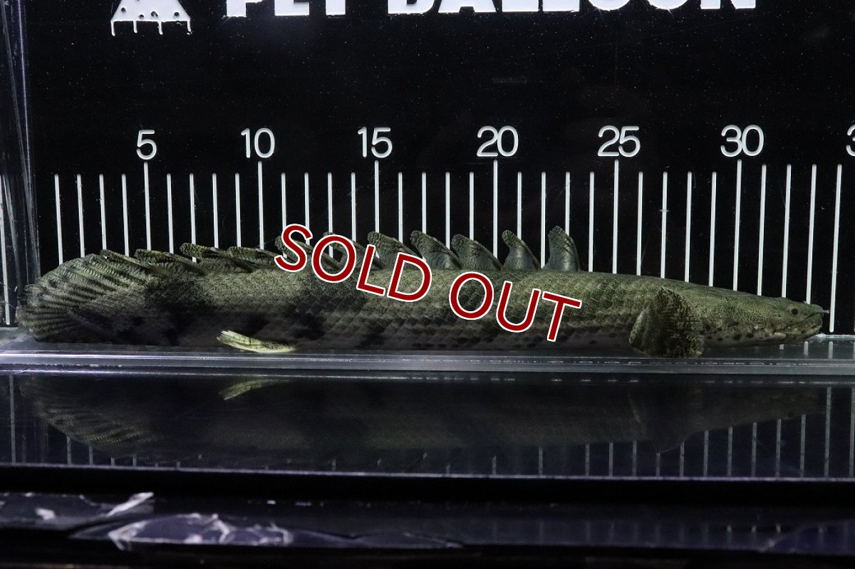 画像1: 【淡水魚】【通販】No9 オス ポリプテルス エンドリケリー YEWA産 ワイルド【個体販売】(±34cm)(大型魚)(生体)(熱帯魚)NKO (1)