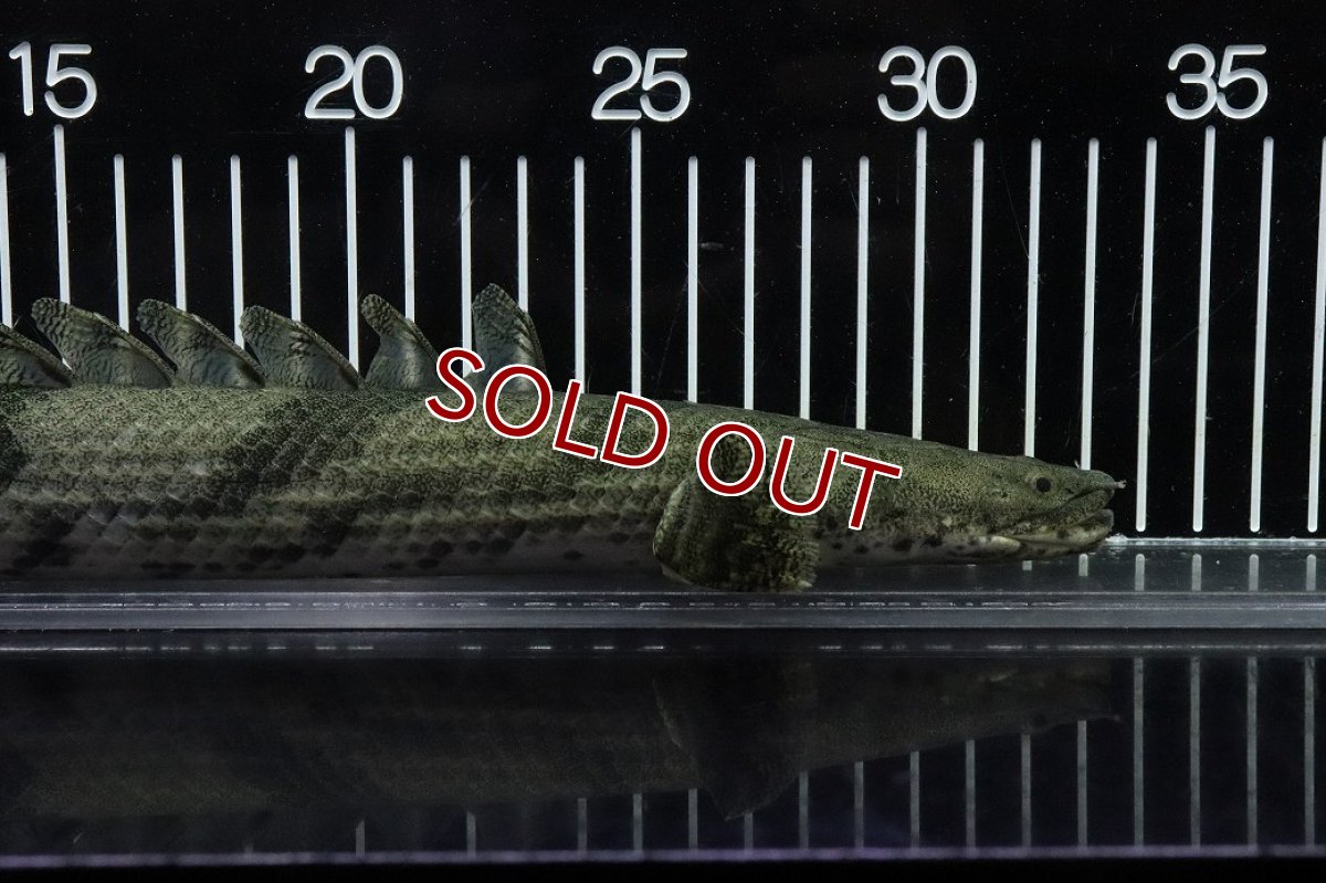 画像2: 【淡水魚】【通販】No9 オス ポリプテルス エンドリケリー YEWA産 ワイルド【個体販売】(±34cm)(大型魚)(生体)(熱帯魚)NKO (2)