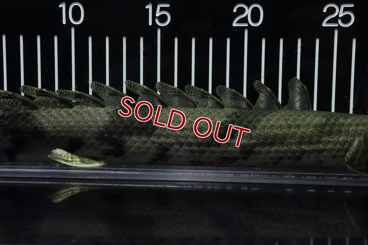 画像3: 【淡水魚】【通販】No9 オス ポリプテルス エンドリケリー YEWA産 ワイルド【個体販売】(±34cm)(大型魚)(生体)(熱帯魚)NKO (3)