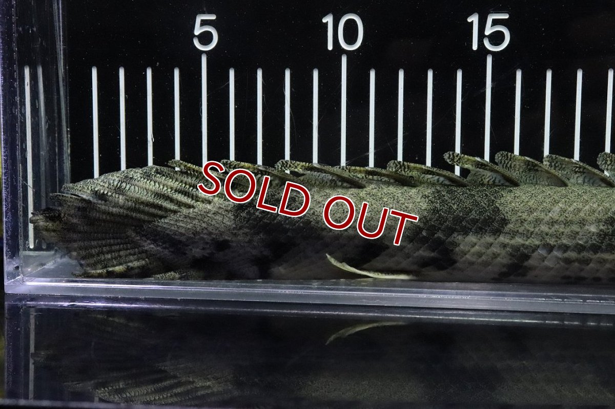 画像4: 【淡水魚】【通販】No9 オス ポリプテルス エンドリケリー YEWA産 ワイルド【個体販売】(±34cm)(大型魚)(生体)(熱帯魚)NKO (4)