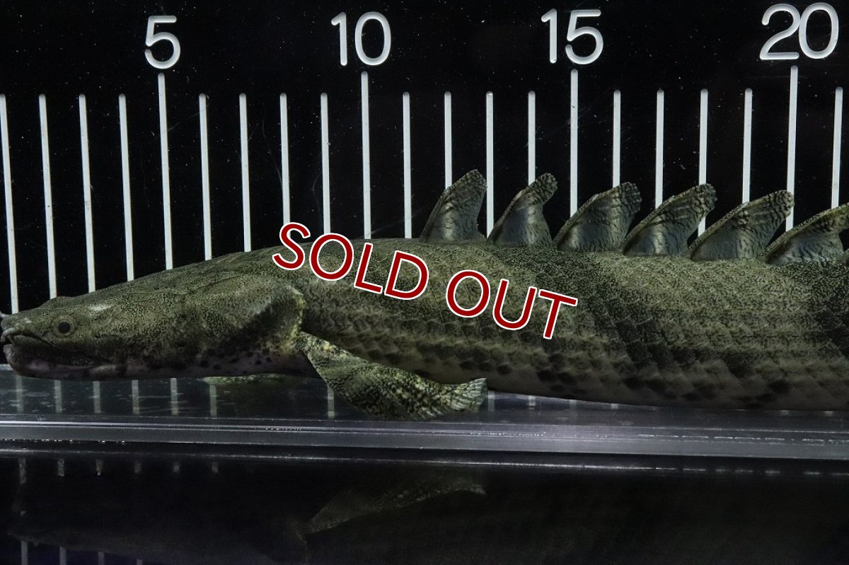 画像6: 【淡水魚】【通販】No9 オス ポリプテルス エンドリケリー YEWA産 ワイルド【個体販売】(±34cm)(大型魚)(生体)(熱帯魚)NKO (6)