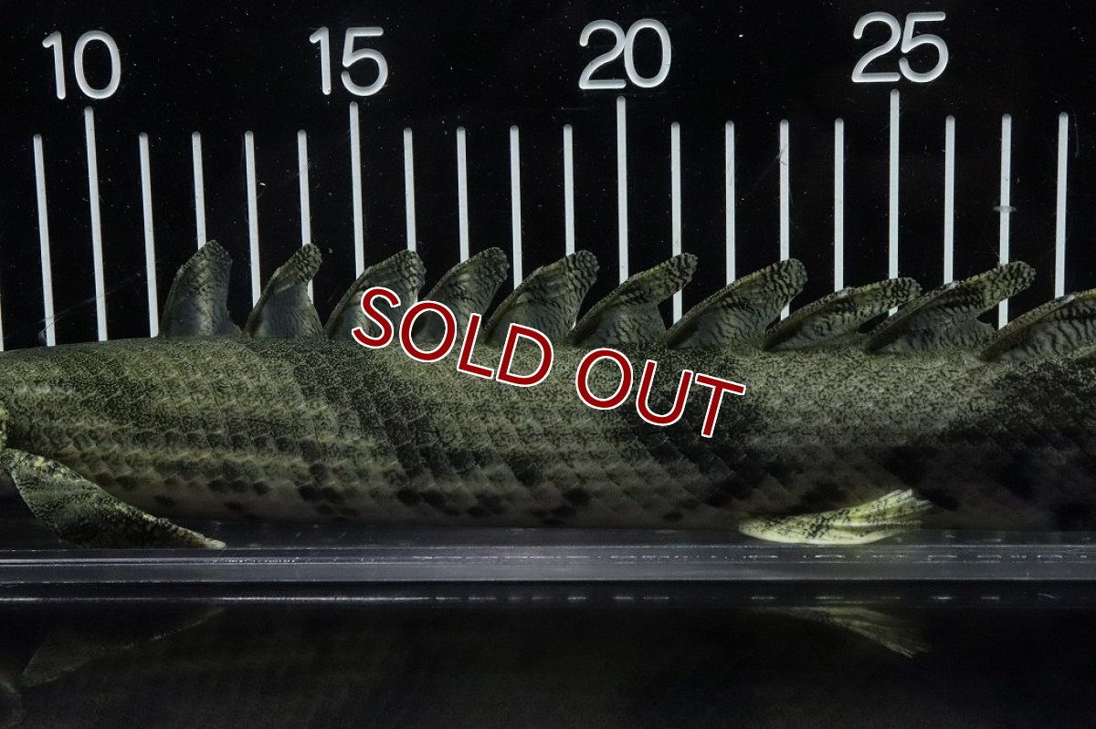 画像7: 【淡水魚】【通販】No9 オス ポリプテルス エンドリケリー YEWA産 ワイルド【個体販売】(±34cm)(大型魚)(生体)(熱帯魚)NKO (7)