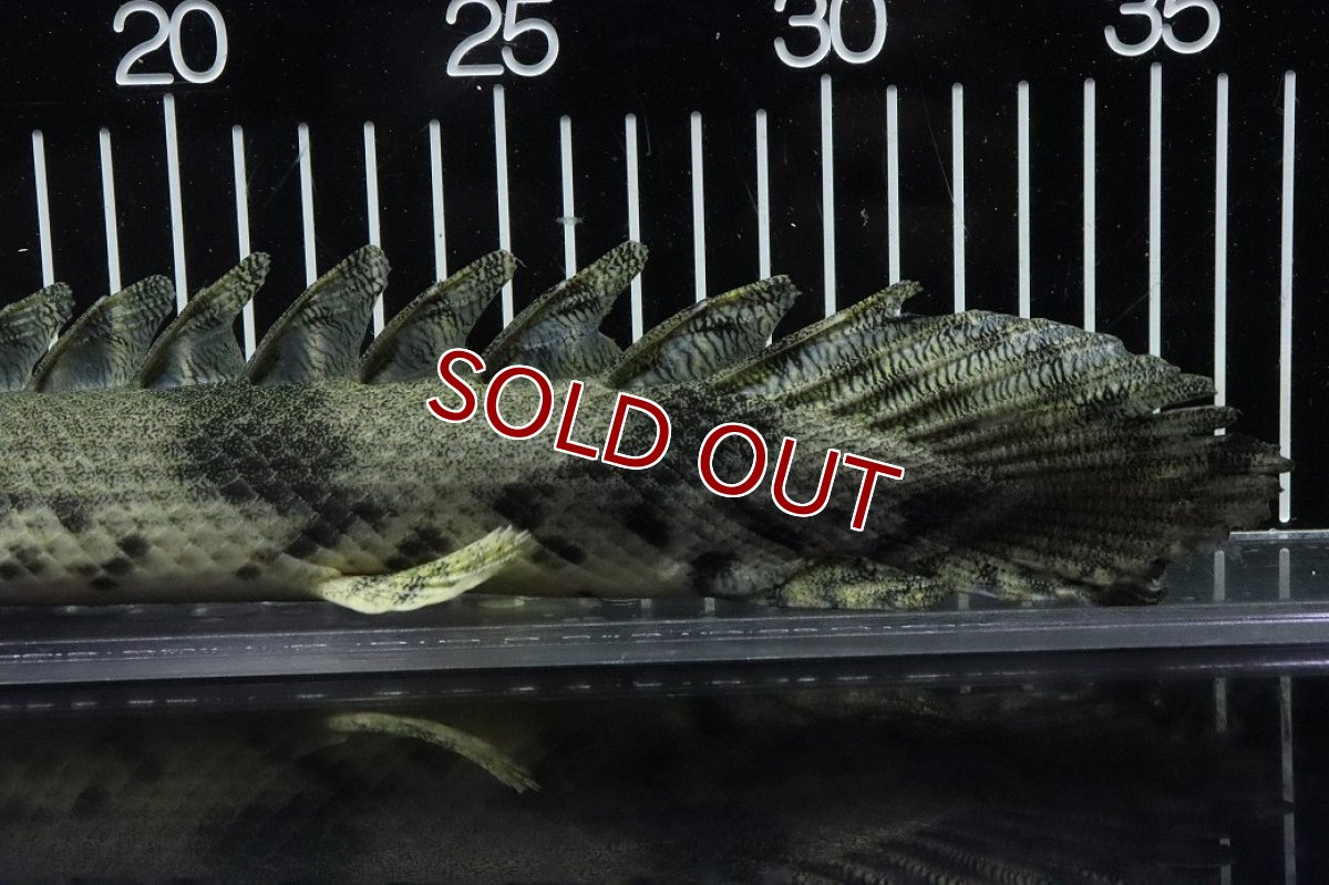 画像8: 【淡水魚】【通販】No9 オス ポリプテルス エンドリケリー YEWA産 ワイルド【個体販売】(±34cm)(大型魚)(生体)(熱帯魚)NKO (8)