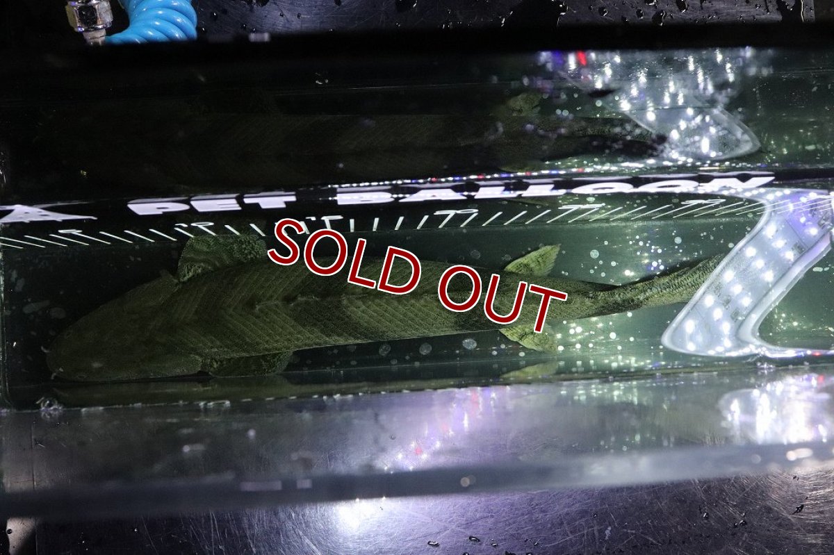 画像9: 【淡水魚】【通販】No9 オス ポリプテルス エンドリケリー YEWA産 ワイルド【個体販売】(±34cm)(大型魚)(生体)(熱帯魚)NKO (9)