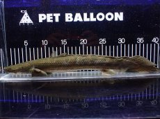 画像1: 【淡水魚】【通販】爆安 訳あり No1 ポリプテルス ビキールビキール チャド産 ワイルド【個体販売】(±40cm)(生体)(熱帯魚)NKO (1)