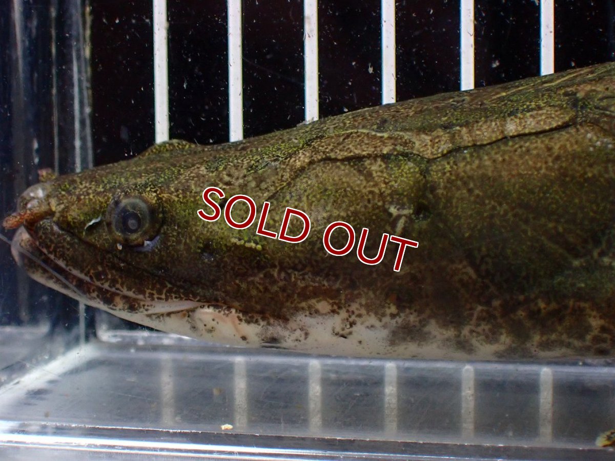 画像2: 【淡水魚】【通販】爆安 訳あり No1 ポリプテルス ビキールビキール チャド産 ワイルド【個体販売】(±40cm)(生体)(熱帯魚)NKO (2)