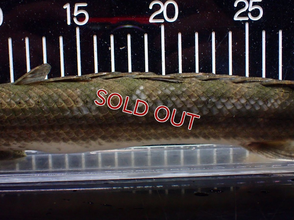 画像3: 【淡水魚】【通販】爆安 訳あり No1 ポリプテルス ビキールビキール チャド産 ワイルド【個体販売】(±40cm)(生体)(熱帯魚)NKO (3)