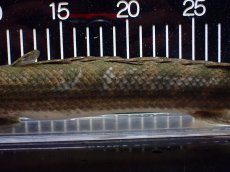 画像3: 【淡水魚】【通販】爆安 訳あり No1 ポリプテルス ビキールビキール チャド産 ワイルド【個体販売】(±40cm)(生体)(熱帯魚)NKO (3)