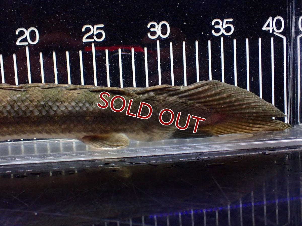 画像4: 【淡水魚】【通販】爆安 訳あり No1 ポリプテルス ビキールビキール チャド産 ワイルド【個体販売】(±40cm)(生体)(熱帯魚)NKO (4)