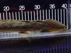 画像4: 【淡水魚】【通販】爆安 訳あり No1 ポリプテルス ビキールビキール チャド産 ワイルド【個体販売】(±40cm)(生体)(熱帯魚)NKO (4)