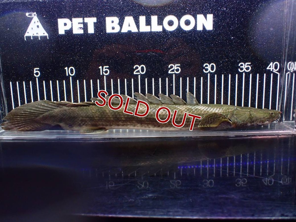 画像5: 【淡水魚】【通販】爆安 訳あり No1 ポリプテルス ビキールビキール チャド産 ワイルド【個体販売】(±40cm)(生体)(熱帯魚)NKO (5)