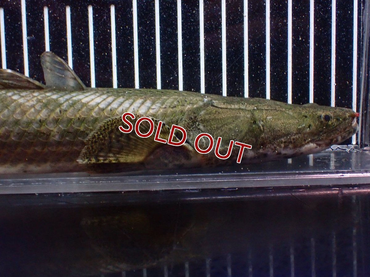 画像6: 【淡水魚】【通販】爆安 訳あり No1 ポリプテルス ビキールビキール チャド産 ワイルド【個体販売】(±40cm)(生体)(熱帯魚)NKO (6)