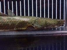 画像6: 【淡水魚】【通販】爆安 訳あり No1 ポリプテルス ビキールビキール チャド産 ワイルド【個体販売】(±40cm)(生体)(熱帯魚)NKO (6)