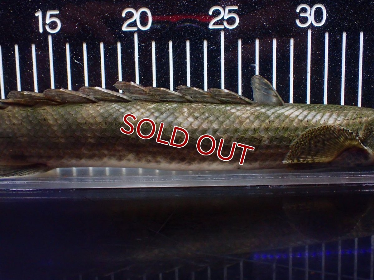 画像7: 【淡水魚】【通販】爆安 訳あり No1 ポリプテルス ビキールビキール チャド産 ワイルド【個体販売】(±40cm)(生体)(熱帯魚)NKO (7)