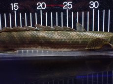 画像7: 【淡水魚】【通販】爆安 訳あり No1 ポリプテルス ビキールビキール チャド産 ワイルド【個体販売】(±40cm)(生体)(熱帯魚)NKO (7)