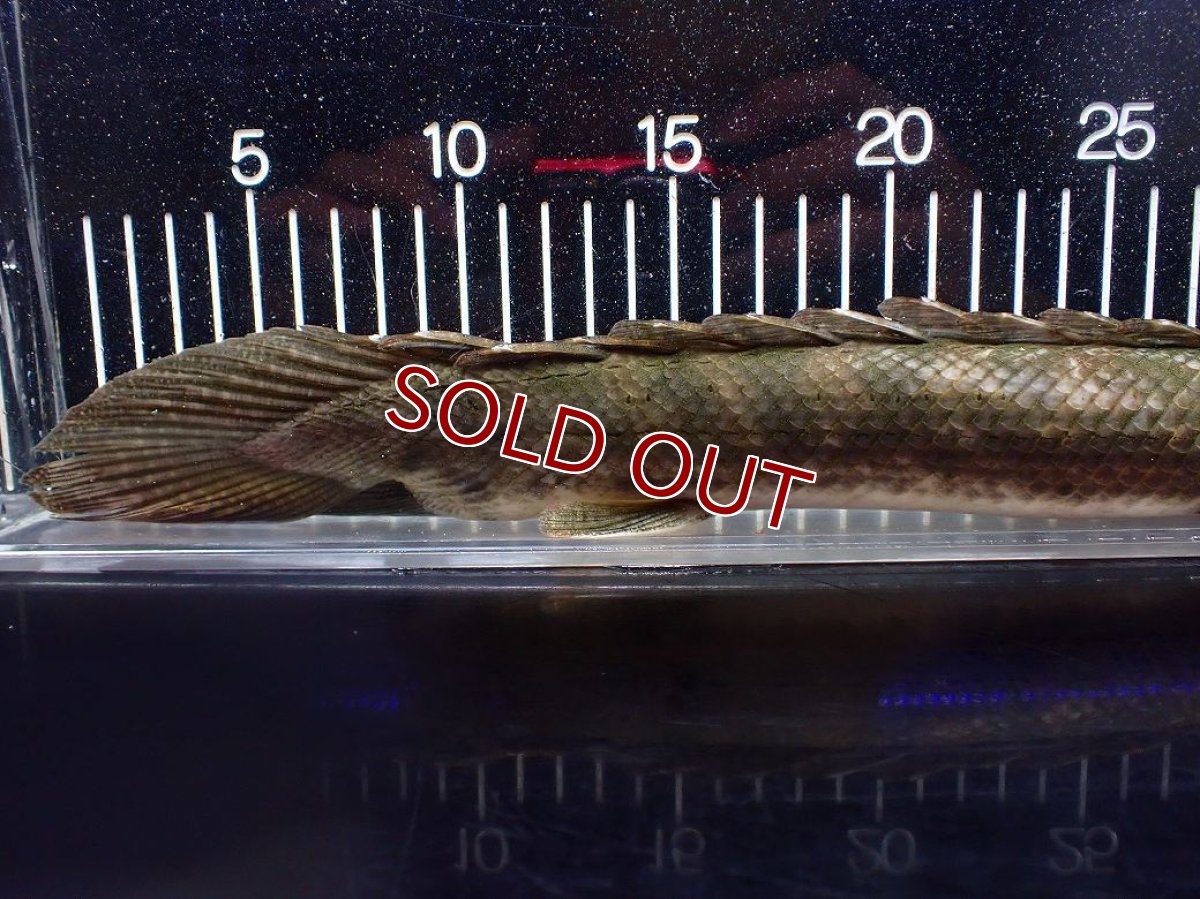 画像8: 【淡水魚】【通販】爆安 訳あり No1 ポリプテルス ビキールビキール チャド産 ワイルド【個体販売】(±40cm)(生体)(熱帯魚)NKO (8)
