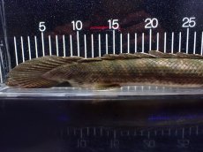 画像8: 【淡水魚】【通販】爆安 訳あり No1 ポリプテルス ビキールビキール チャド産 ワイルド【個体販売】(±40cm)(生体)(熱帯魚)NKO (8)