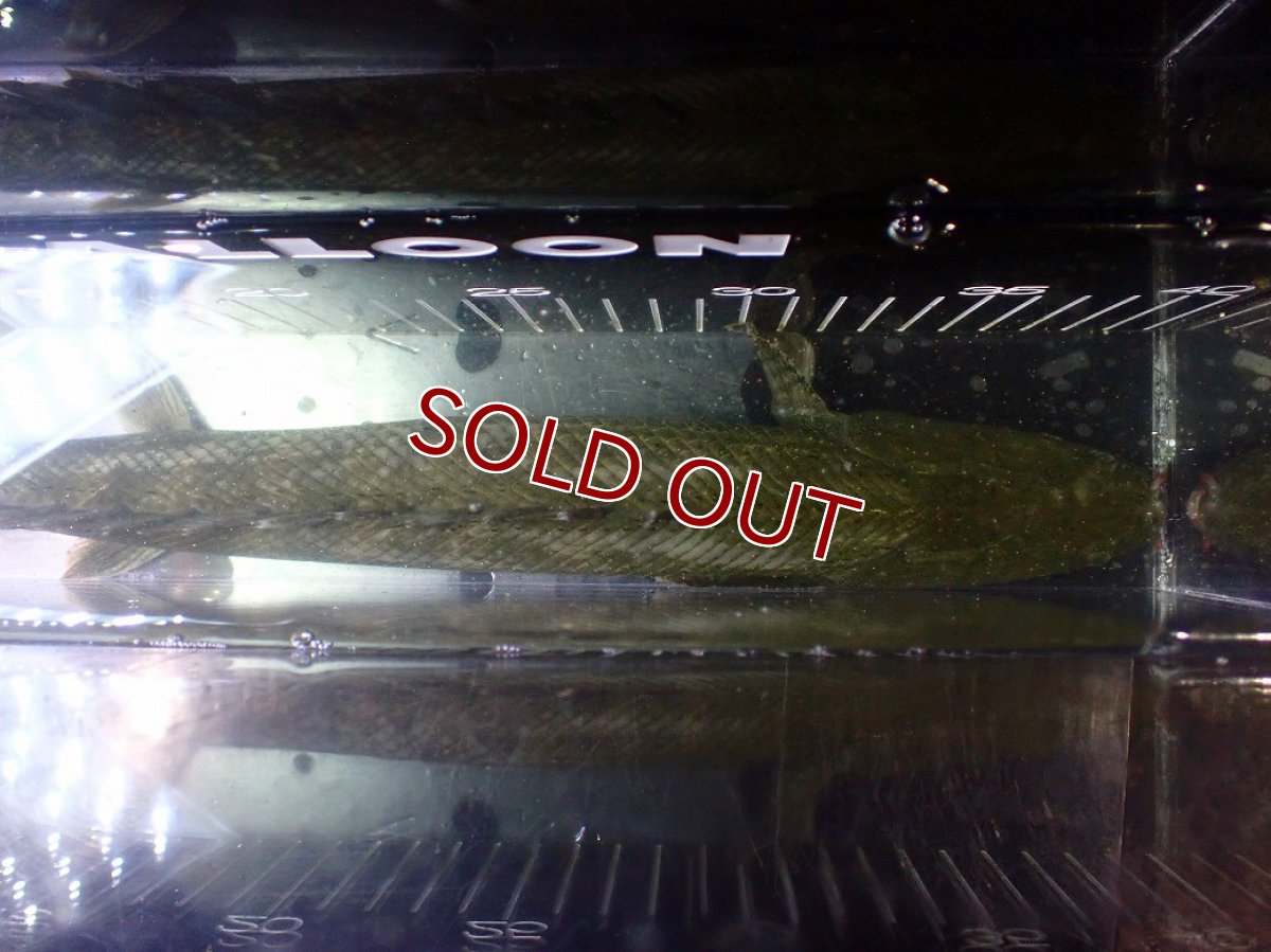 画像9: 【淡水魚】【通販】爆安 訳あり No1 ポリプテルス ビキールビキール チャド産 ワイルド【個体販売】(±40cm)(生体)(熱帯魚)NKO (9)